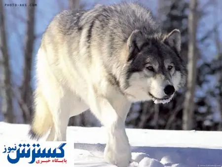 تکذیب شایعه رهاسازی گرگهای پلاک دار در طبیعت خراسان جنوبی