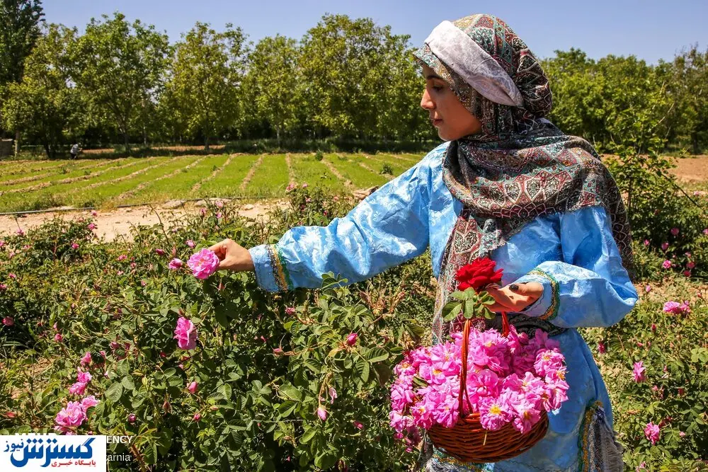 تصاویر/ برداشت گل محمدی از «دهکده گل» بجنورد