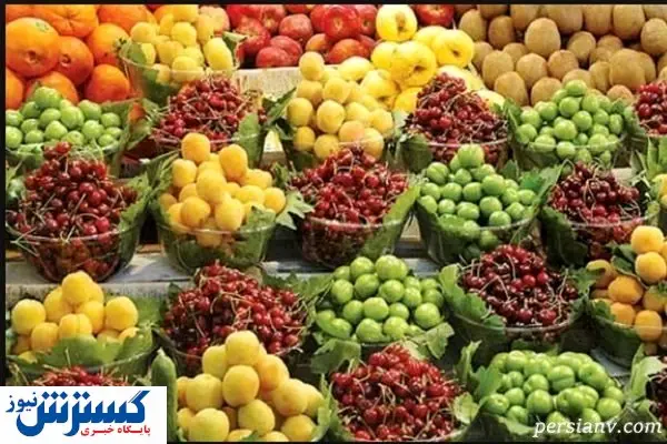 آغاز فصل برداشت در قطب گیلاس کشور+فیلم