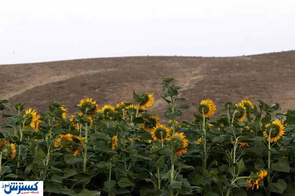 تصاویر/ هزاران خورشید روی زمین
