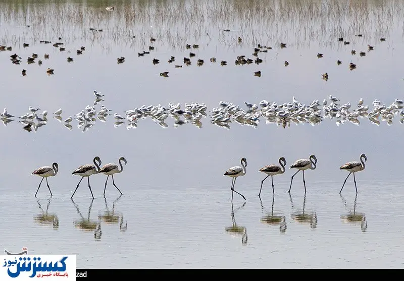 تصاویر / فلامینگوها در تالاب درگه سنگی