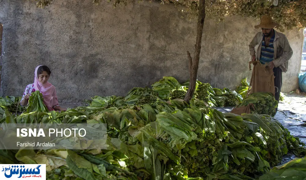 تصاویر / برداشت توتون از مزارع زریوار