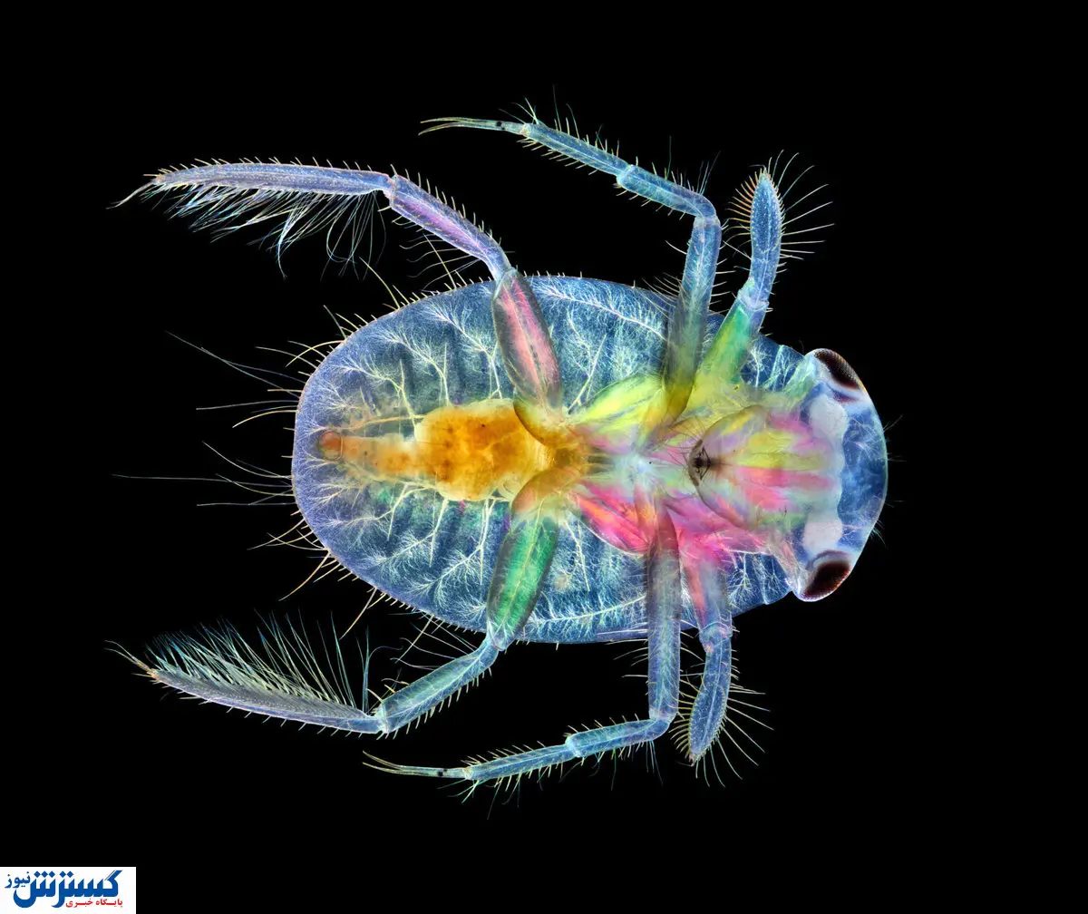 تصاویر / برندگان مسابقه عکاسی دنیای کوچک نیکون ۲۰۲۰