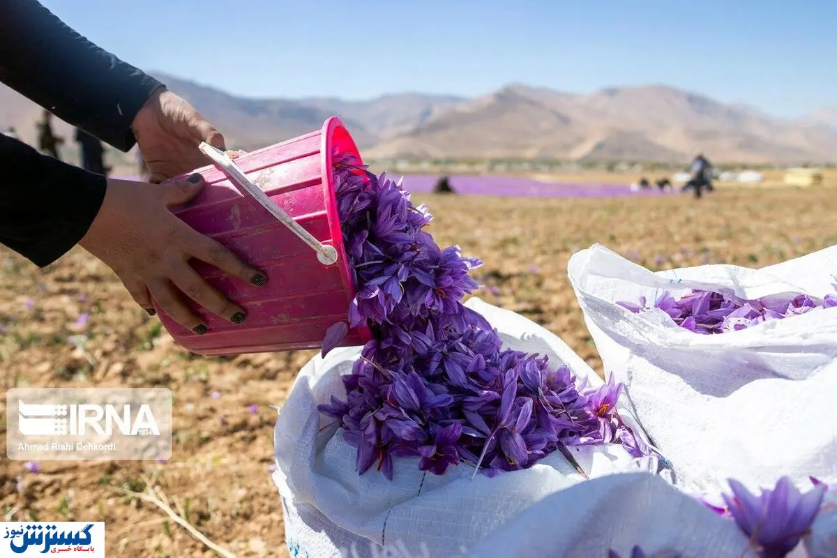 تصاویر / برداشت طلای سرخ