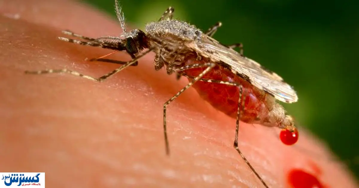 پشه چرا ما را نیش میزند؟