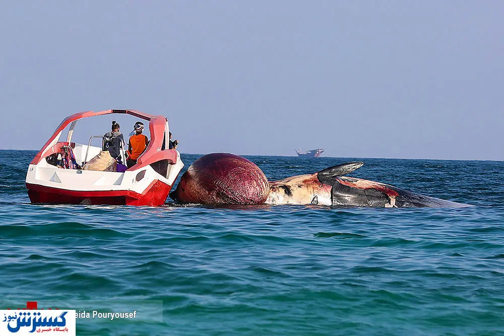 تصاویر / خودکشی دومین نهنگ در ساحل کیش