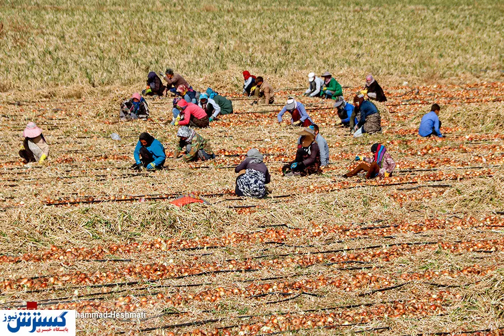 تصاویر / برداشت پیاز از مزارع جوین