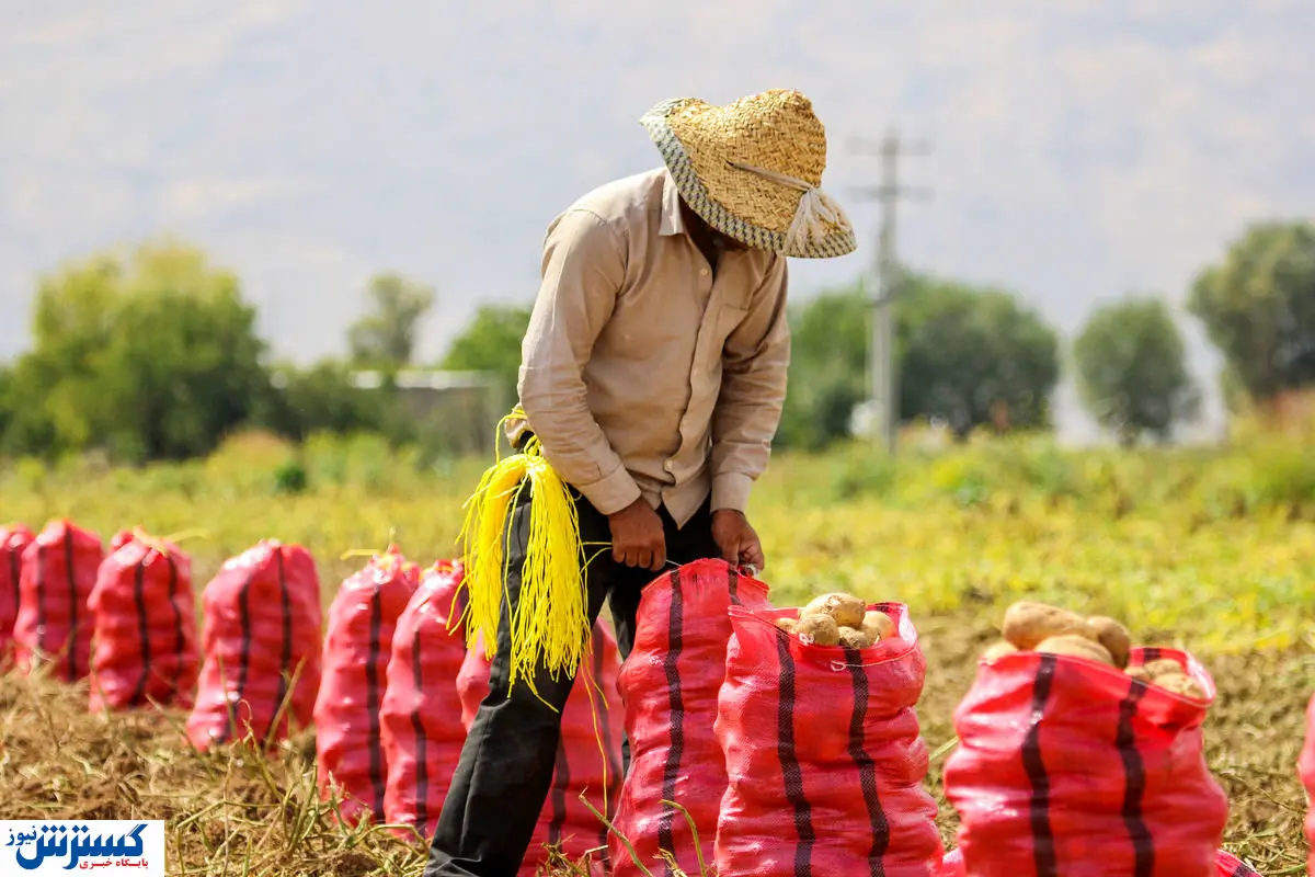 دلیل واقعی مرجوع شدن سیب زمینی ایران