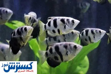 این ماهی ها قدرت شمارش دارند! + عکس