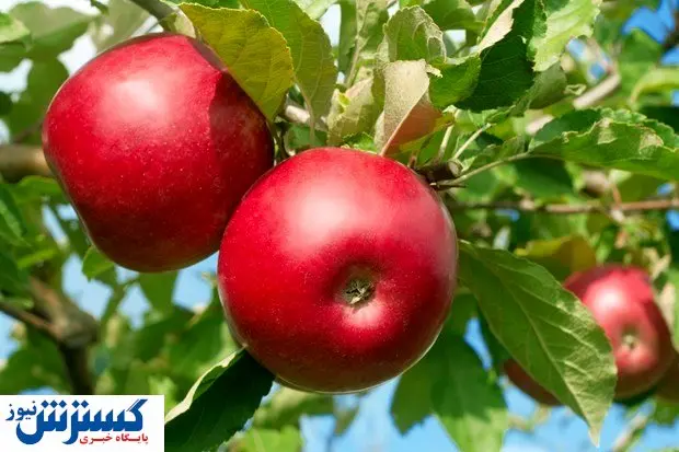 در این ساعات سیب نخورید