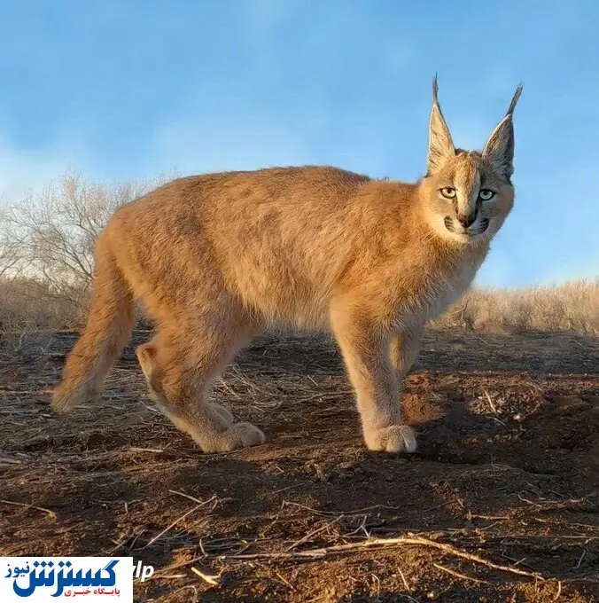 عجیبترین گربه ایرانی در کویرهای شرقی کشور + عکس