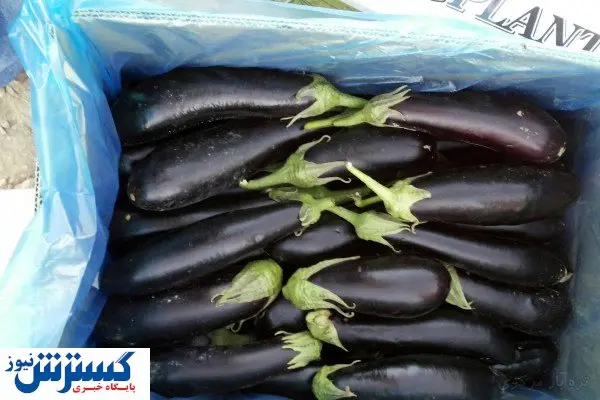 این بار قیمت بادمجان به مردم فشار می آورد!