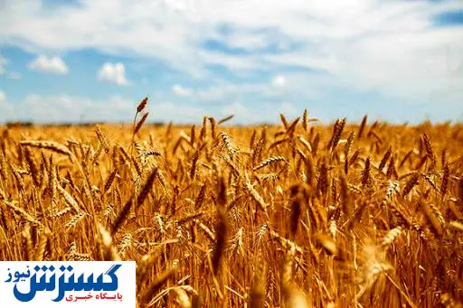 خشکسالی باعث درگیری کشاورزان شده است!