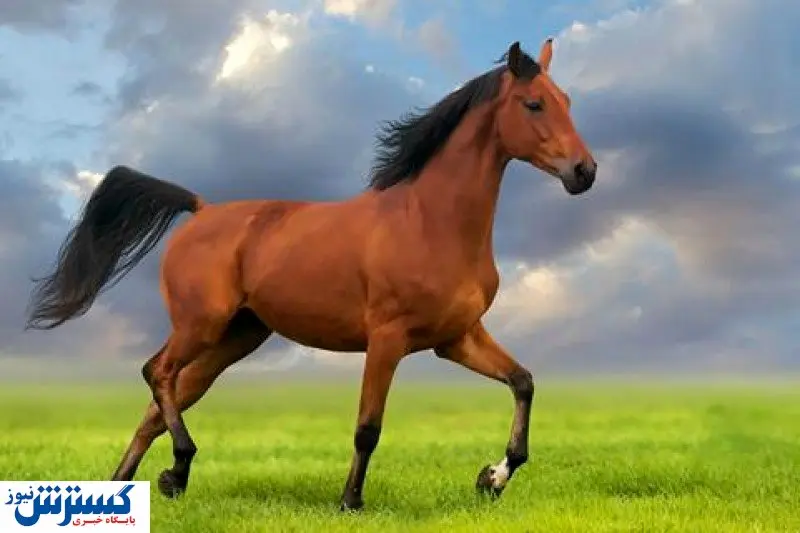 هرآنچه باید درباره انواع نژاد اسب بدانیم + تصاویر
