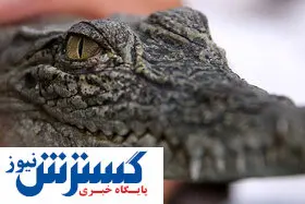 پای کروکودیل ها به خراسان باز شد! + تصاویر