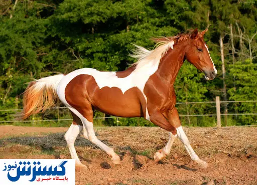 این حیوان زندگی بشر را متحول کرد + عکس