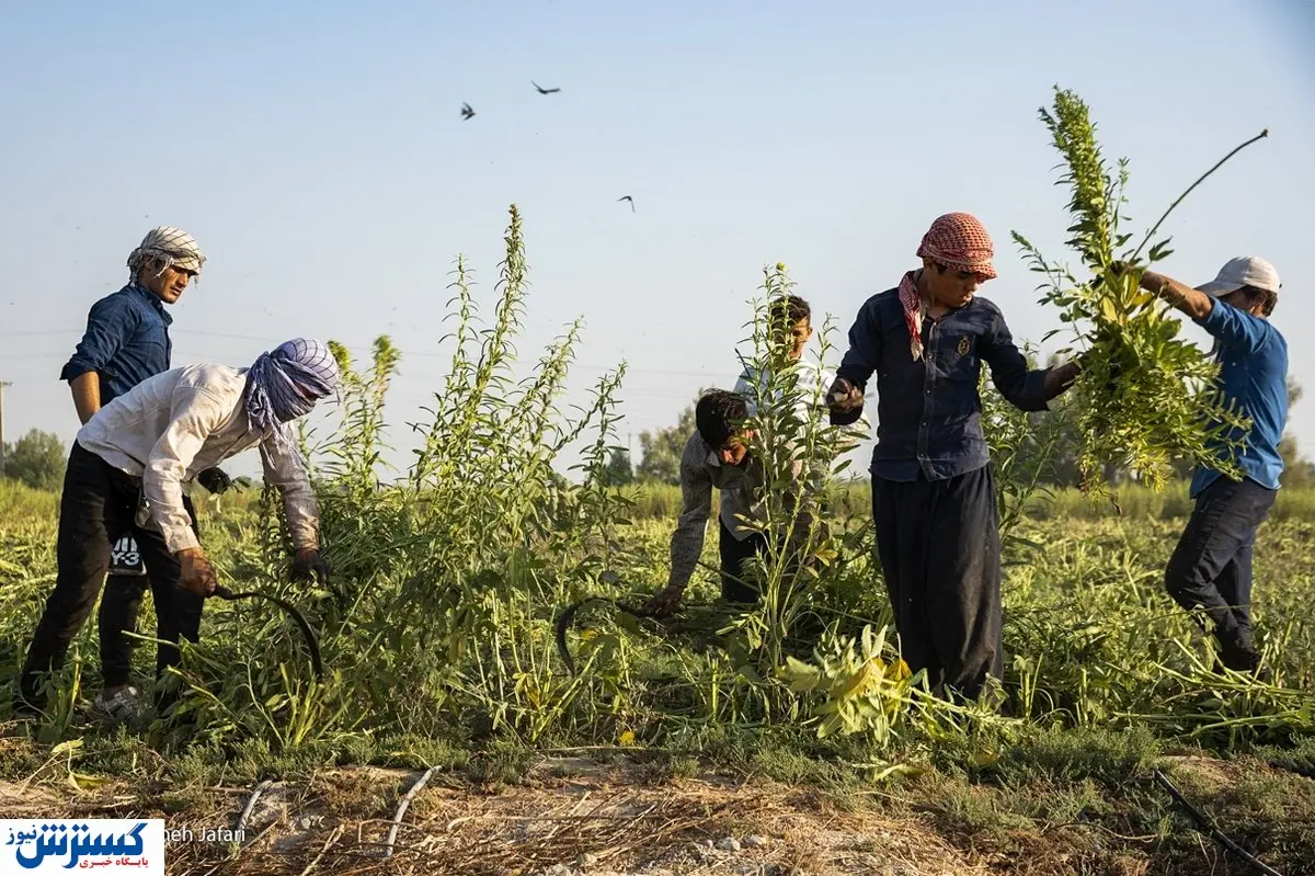 تصاویر/ از مزرعه کنجد تا کارخانه فراوری ارده