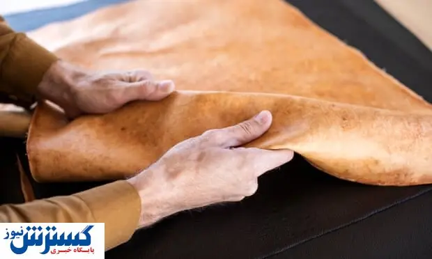 قارچ جایگزین چرم می شود