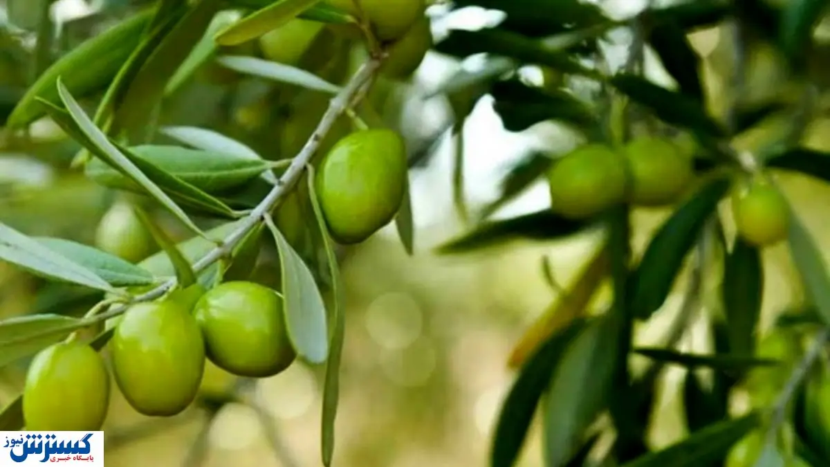 افزایش باورنکردنی قیمت زیتون در بازار