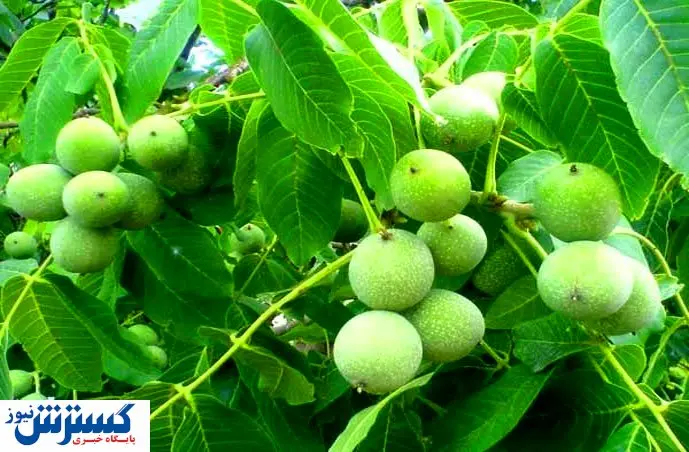 خرید بهترین نهال گردو امریکایی و ایرانی با بهترین نرخ از گلد نهال