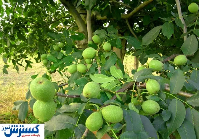 استعلام قیمت و خرید نهال گردو در کمتر از 5 دقیقه