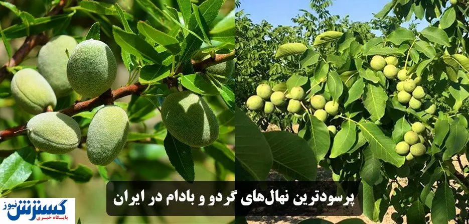 فروش پرسودترین نهالهای گردو و بادام در ایران