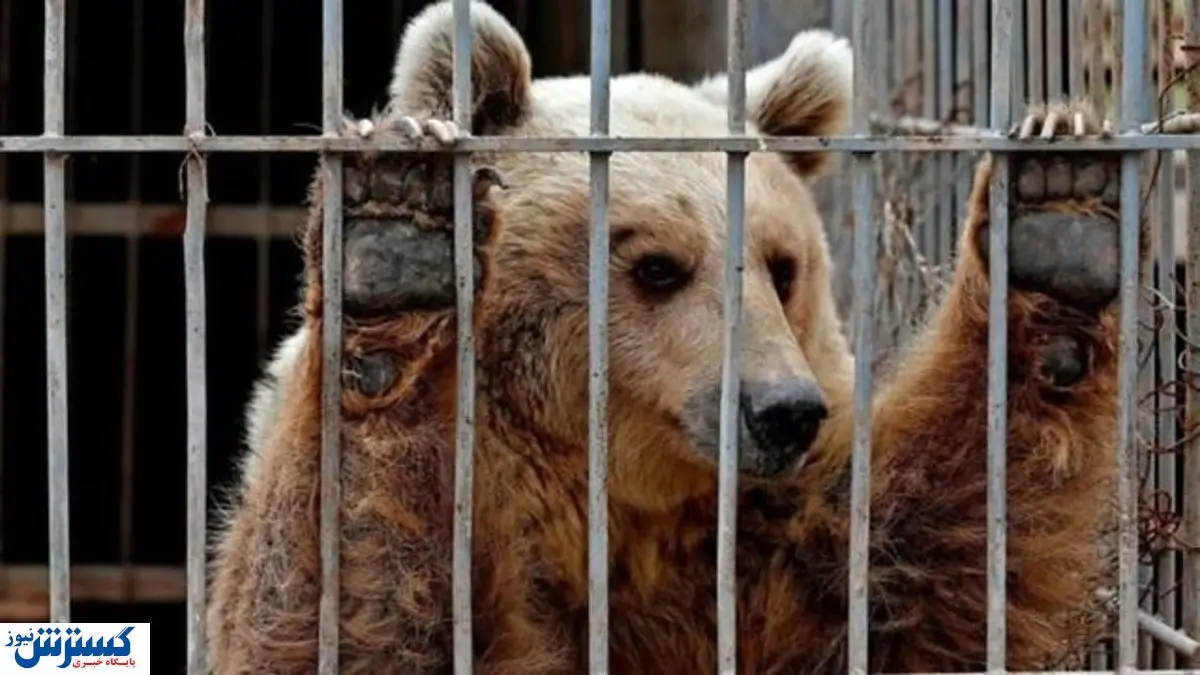 باغ وحش مکانی برای اسارت حیوانات/ از میمون سیگاری تا گورخر فراری