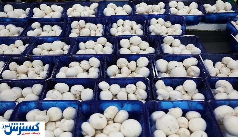 قیمت هر کیلو قارچ فله در بازار چقدر است؟