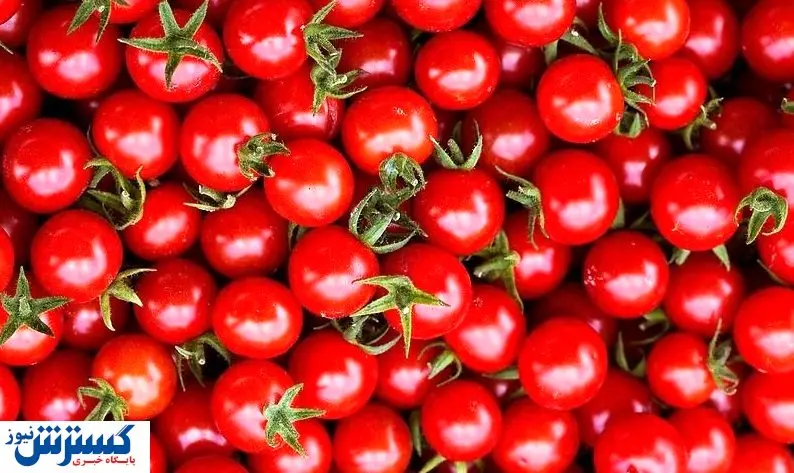 عاملی که موجب افزایش صادرات گوجه شد