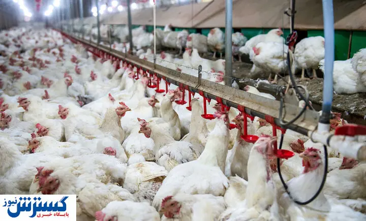 روزگار مرغداران سیاه شد