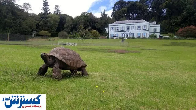 این لاک پشت جنگ جهانی را دیده است