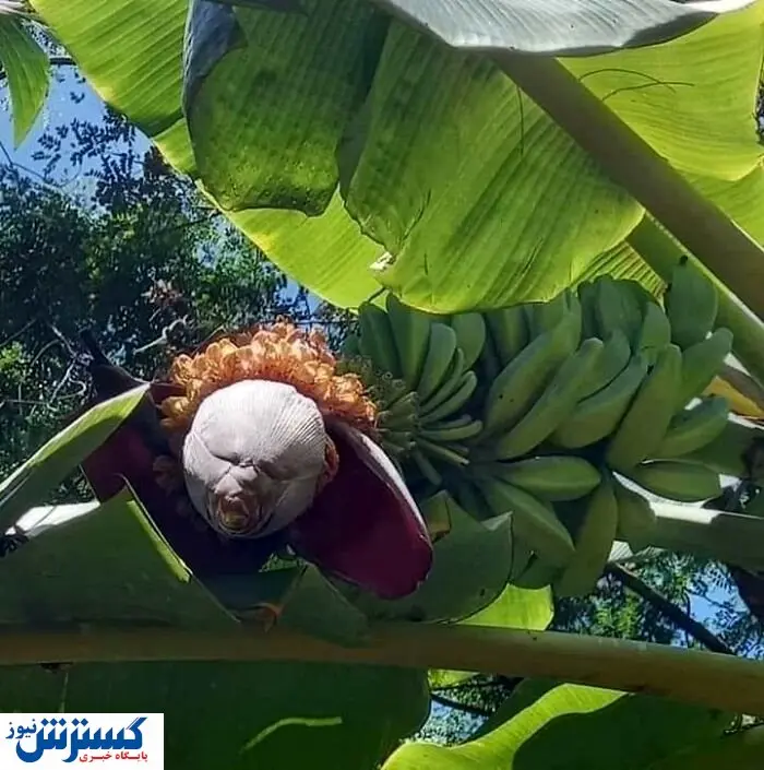 ترسوها نبینند/ این تصاویر را در کابوس هایتان خواهید دید