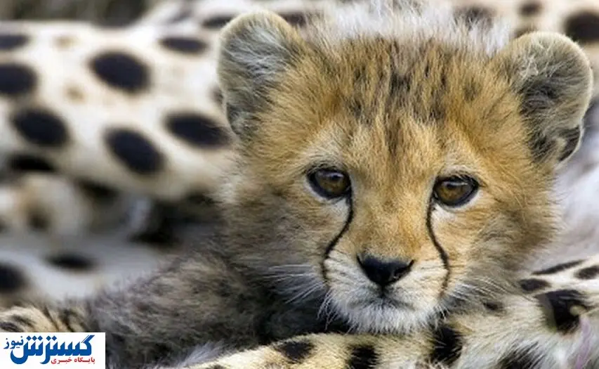 ۲توله یوز توران زنده می مانند؟