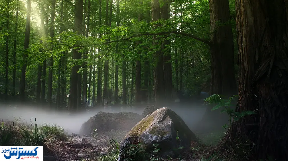 گردشگری طبیعت در حال نابودی / فکری به حال جنگل ها کنید