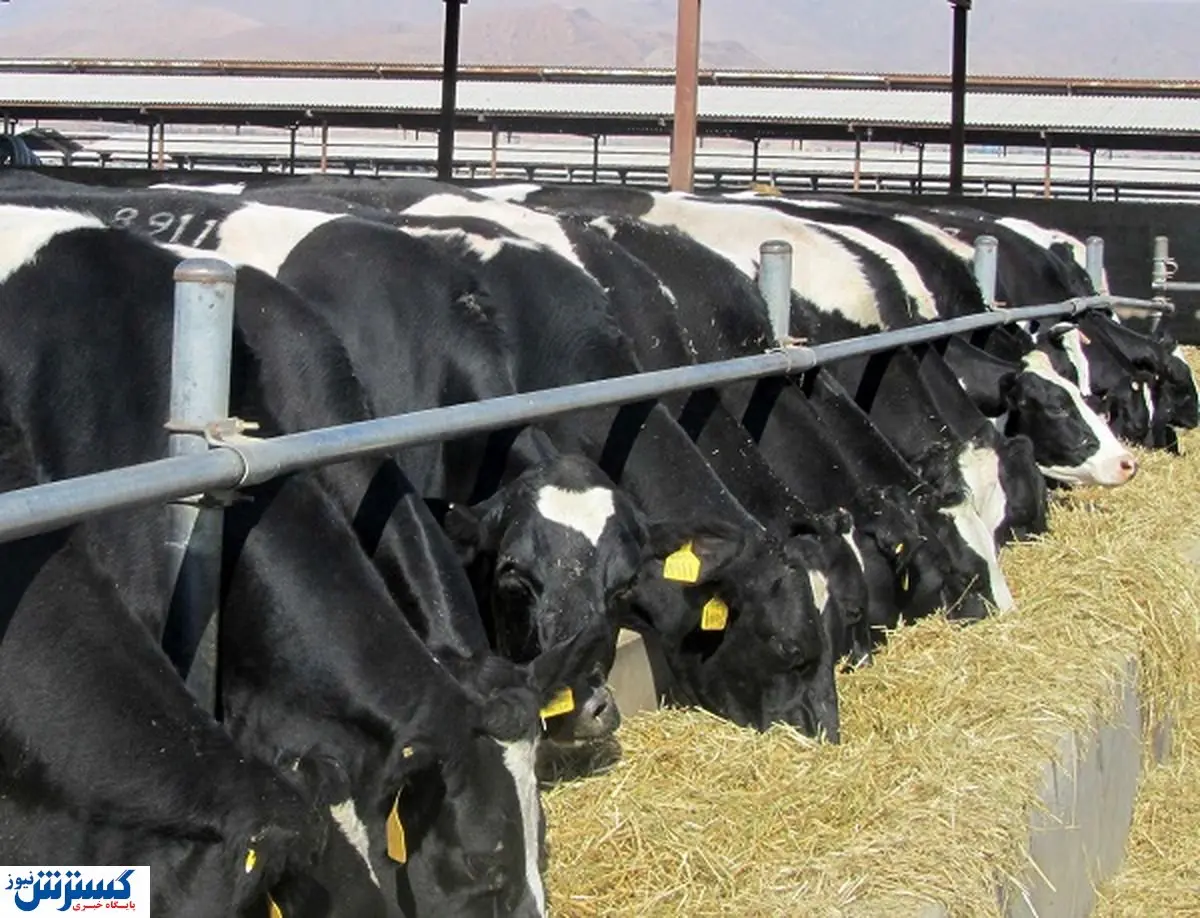 افزایش قیمت شیر در راه است