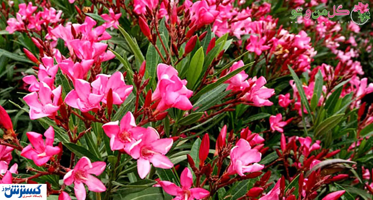 این گل به شدت سمی و کشنده است + عکس