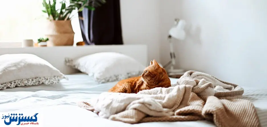 خبر خوب دانشمندان برای تنبل ها / رختخوابتان را مرتب نکنید!