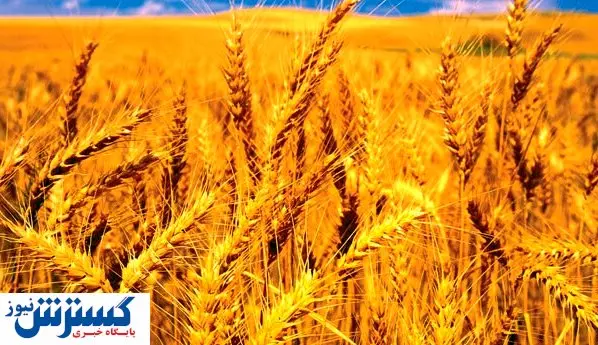 قیمت جدید گندم اعلام شد