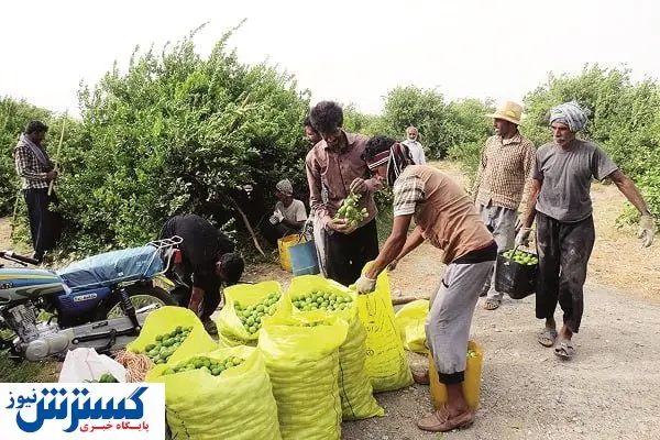 خودکفایی در گرو ظرفیتهای اقلیمی