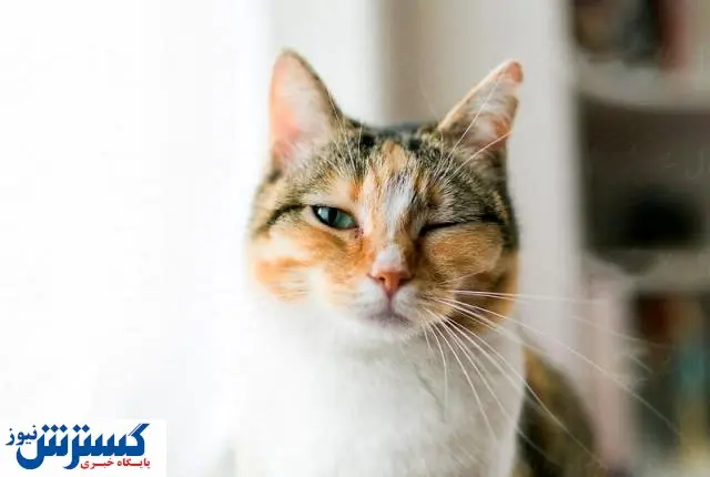 حمله باورنکردنی یک گربه به تمساح!+ فیلم