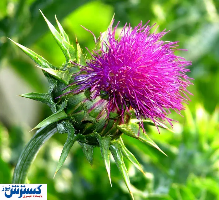 راز داشتن پوست عروسکی مثل بازیگران باربی