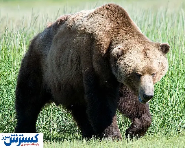 صحنه دلخراش مرگ یک خرس با شلیگ گلوله+ فیلم