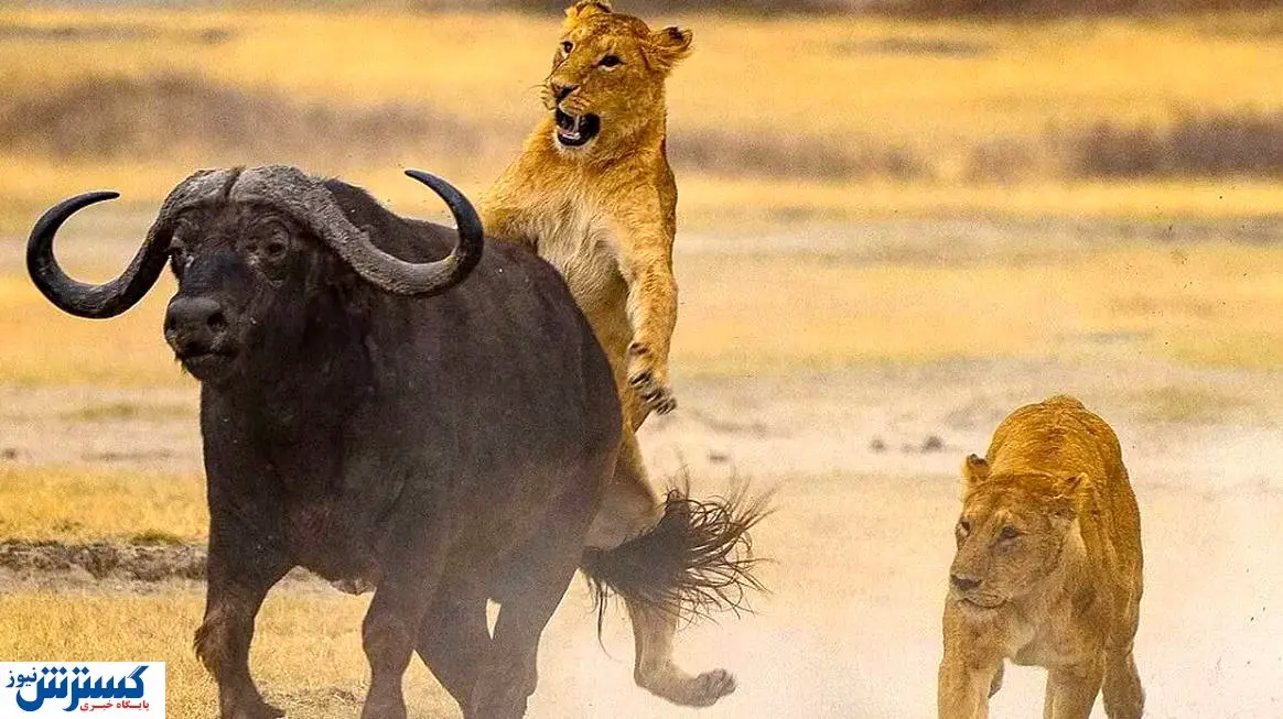 قتل بچه شیر مقابل لنز دوربین ها+ فیلم