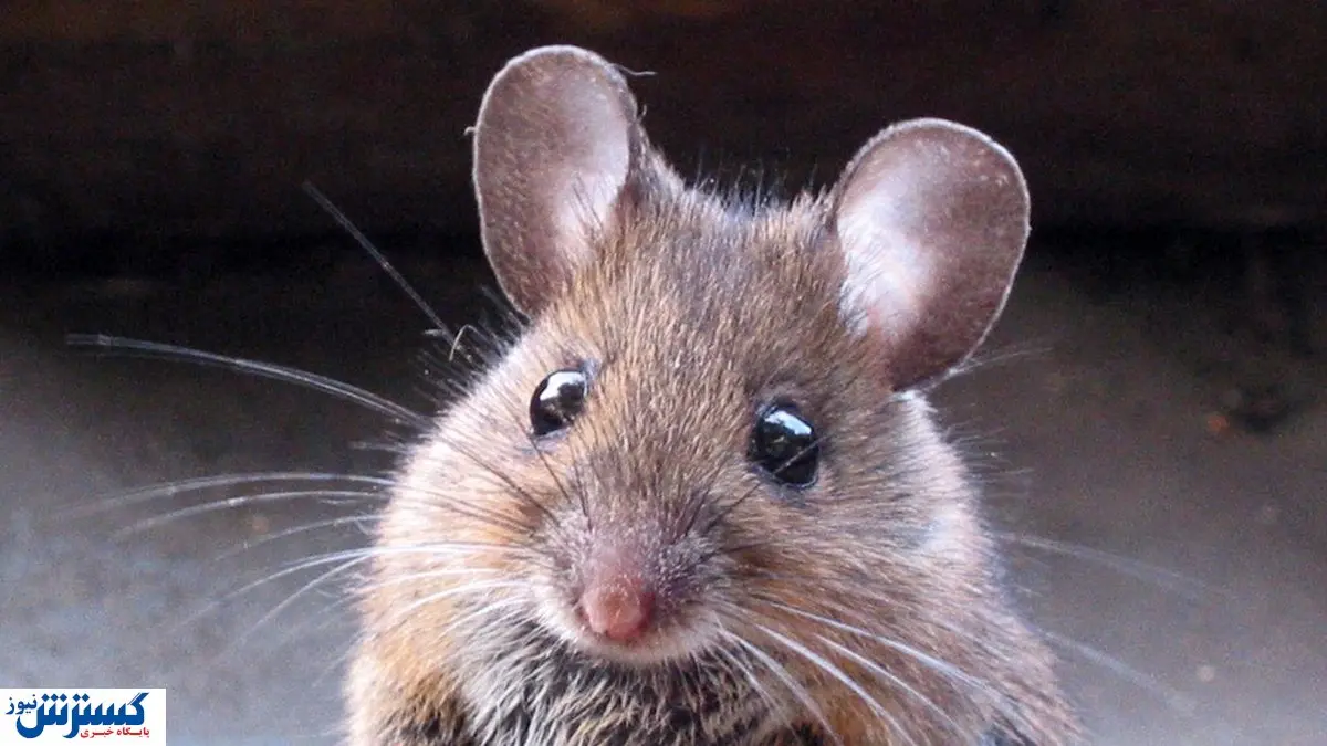 جولان موشها در پایتخت / جمعیت روباه های تهران درحال افزایش است