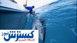 کشف ۸ هزار قطعه کوسه و وال قاچاق