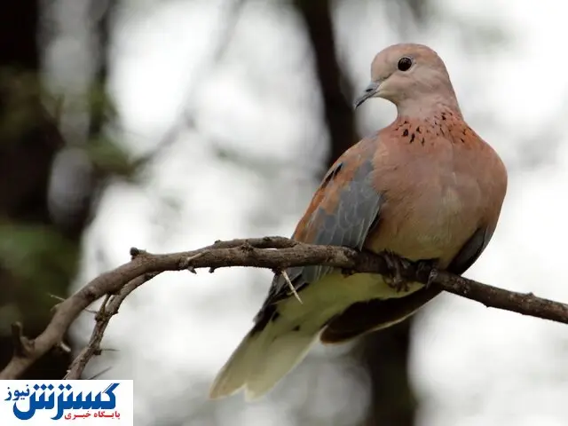 معرفی گونههای مختلف پرندگان در واگن مترو