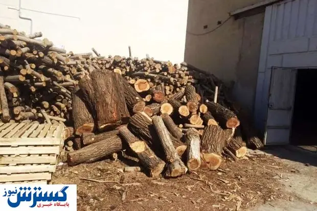 دستگیری قاچاقچی چوب در شاهرود