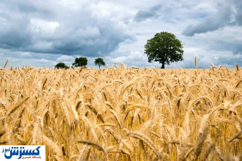 رکوردشکنی کشت گندم در این استان / جهاد کشاورزی خبر داد