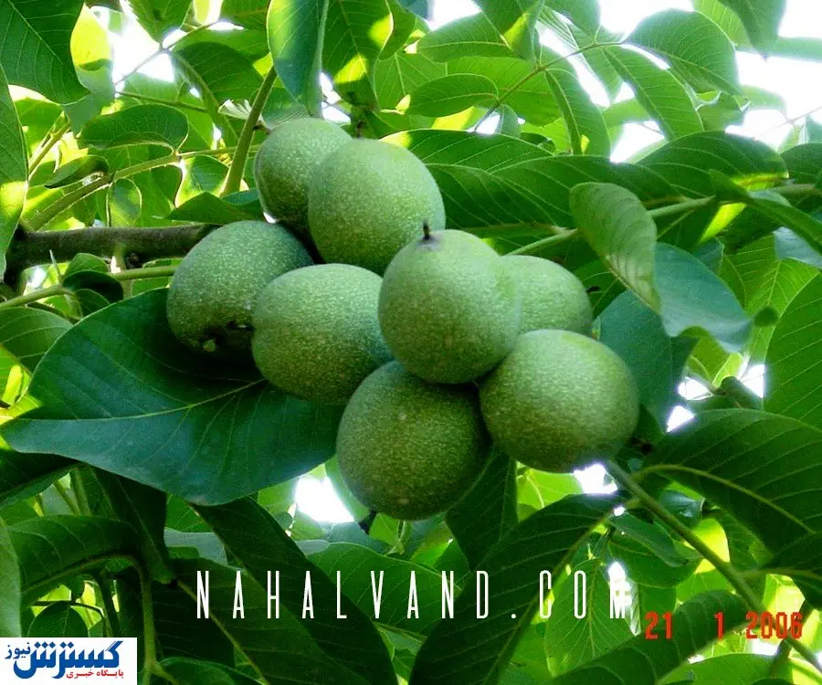 احداث یک باغ تجاری با خرید بهترین نهال های گردو