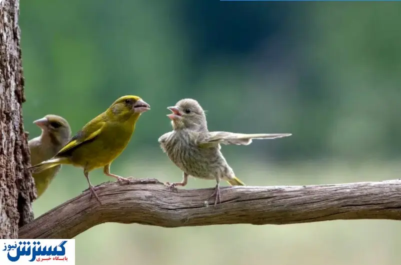 مسابقه عکاسی کمدی حیاتوحش / ثبت لحظههای خندهدار از رفتار حیوانات